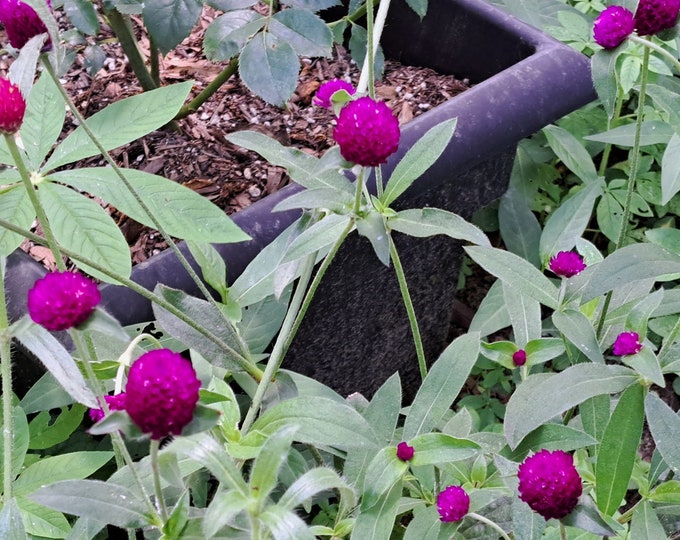 Globe Amaranth Gomphrena Purple Flower CherryGal Non-GMO Heirloom Seeds 2025