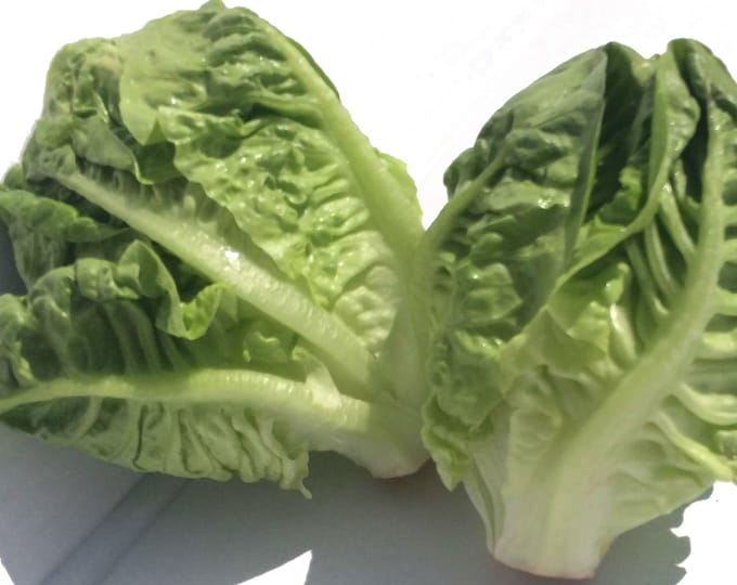 Little Gem Old French Romaine Lettuce CherryGal Organic Non-GMO Heirloom Seeds 2026
