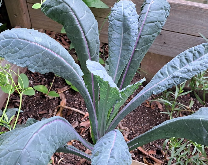 Dazzling Blue Lacinato Kale CherryGal Organic Non-GMO Heirloom Seeds 2025