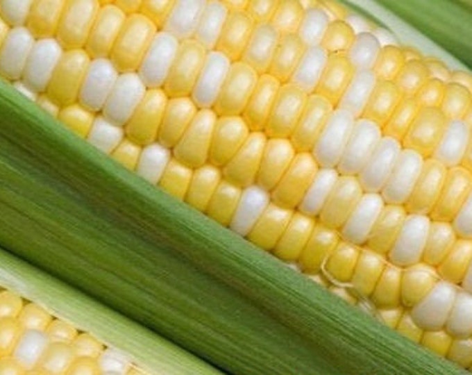 Who Gets Kissed Sweet Corn CherryGal Organic Non-GMO Garden Seeds 2026