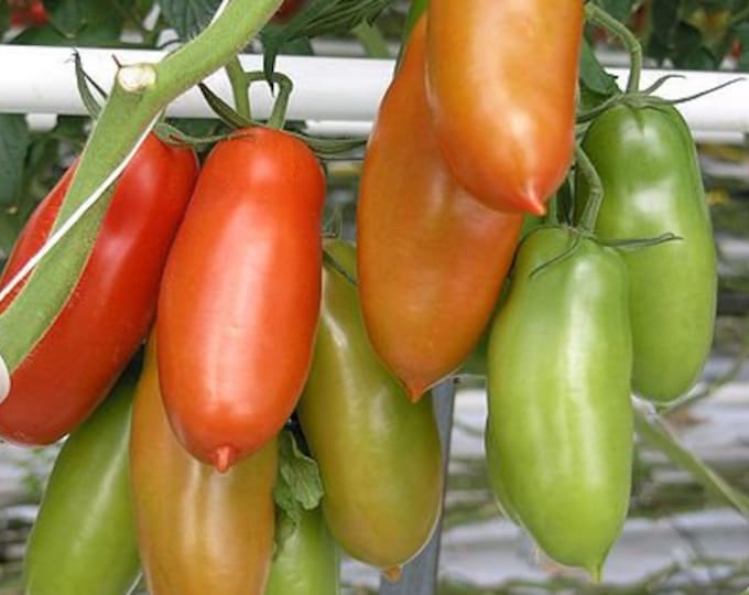 San Marzano Tomato CherryGal Organic Non-GMO Heirloom Seeds 2026