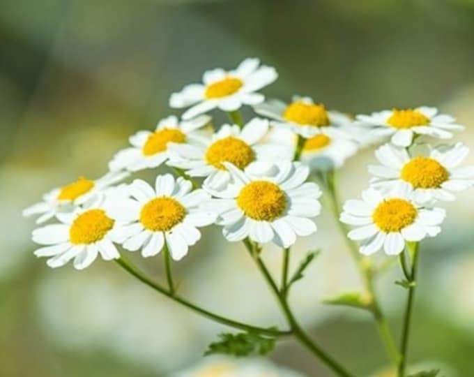 Feverfew Tanacetum Parthenium Organic Non-GMO Heirloom Seeds 2026
