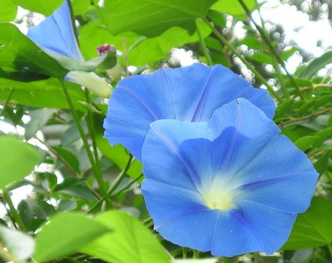 Morning Glory ORGANIC Heavenly Blue Non-GMO Heirloom Seeds 2026