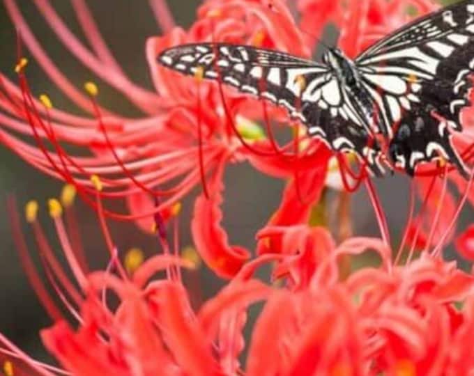 Spider Lily Red Heirloom Organic non-GMO Perennial Bulb Plant