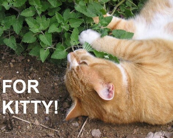 Catnip ORGANIC Non-GMO Heirloom Seeds 2026