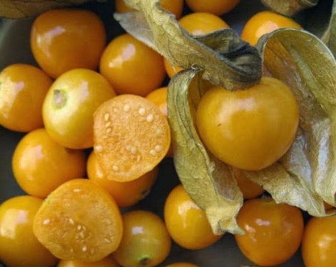 Aunt Molly's Ground Cherry ORGANIC Non-GMO Heirloom Seeds 2025