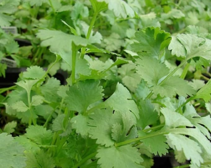 Cilantro Coriander ORGANIC Long Standing Non-GMO Heirloom Seeds 2025