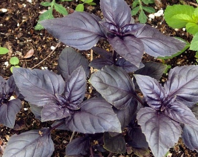 Rosie Basil CherryGal Organic Non-GMO Heirloom Seeds 2026