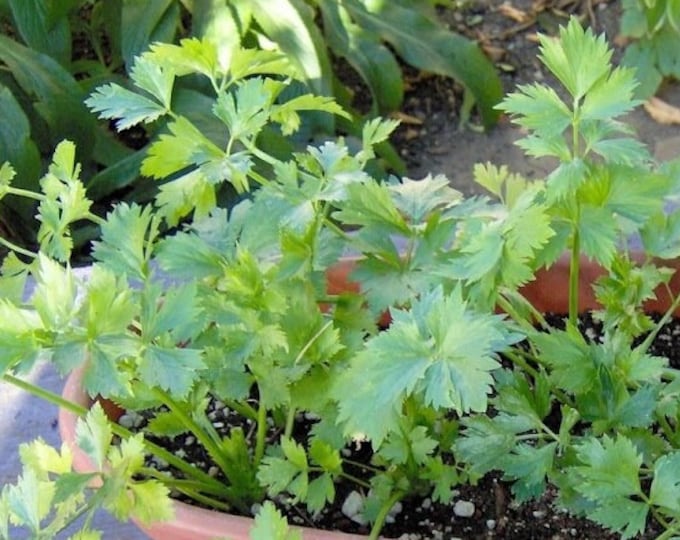 Cutting Celery ORGANIC Non-GMO Heirloom Seeds 2026