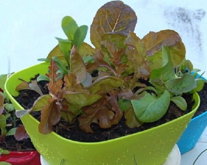 Mesclun Mix Greens CherryGal Organic Non-GMO Heirloom Seeds 2026