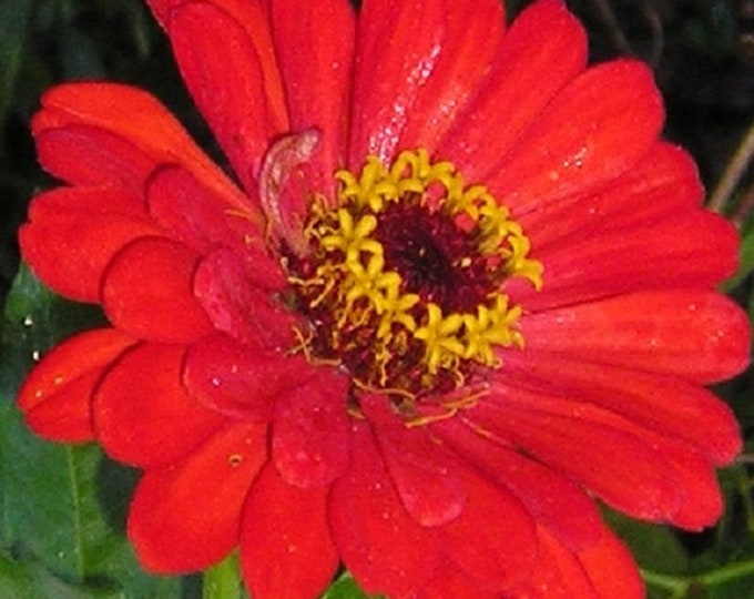 Gift Zinnia Brilliant Red ORGANIC Non-GMO Heirloom Seeds 2026