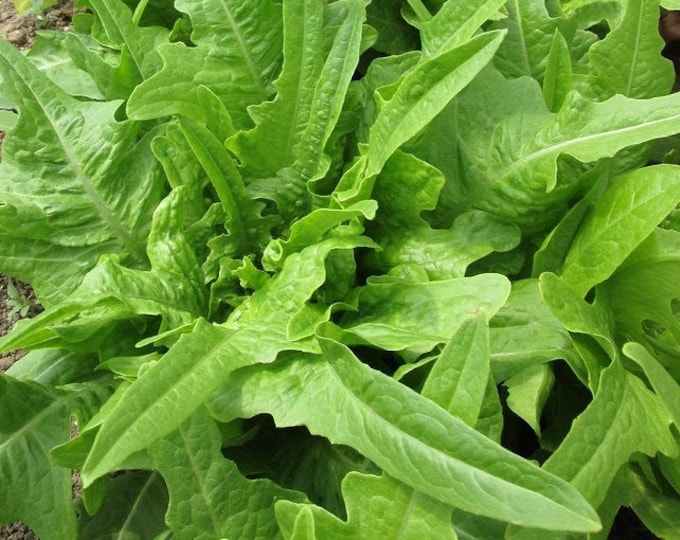 Italienischer Oakleaf ORGANIC Lettuce Non-GMO Heirloom Seeds 2025