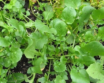 Creasy Greens Upland Cress ORGANIC Heirloom non-GMO Seeds 2026