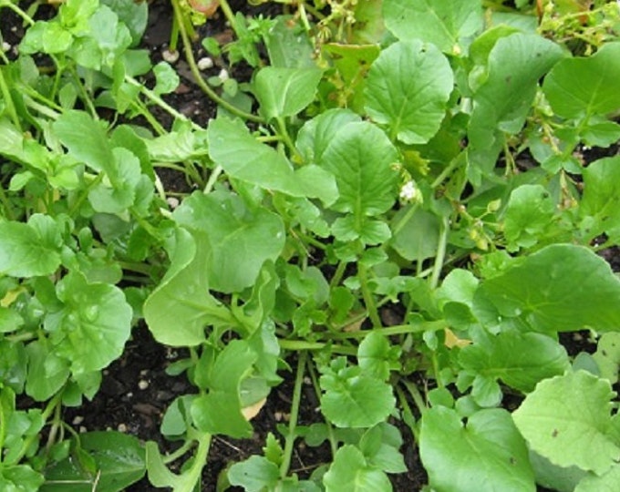 Creasy Greens Upland Cress ORGANIC Heirloom non-GMO Seeds 2026