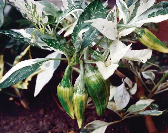 Fish Spicy Pepper CherryGal Organic Non-GMO Heirloom Seeds 2026