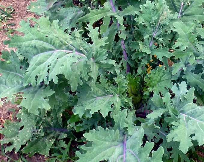 Red Russian Ragged Jack Kale ORGANIC Non-GMO Heirloom Seeds 2026