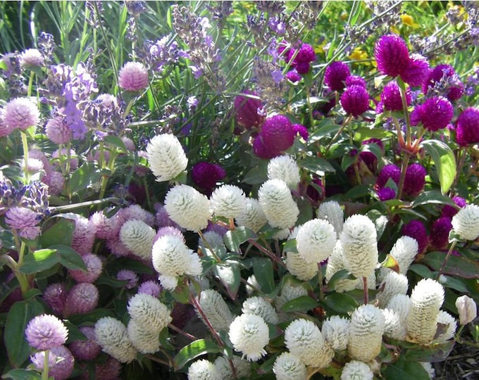 Globe Amaranth ORGANIC Gomphrena Flower Mix Non-GMO Heirloom Seeds 2025