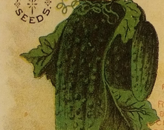 Double Yield ORGANIC Cucumber Non-GMO Heirloom Seeds 2025