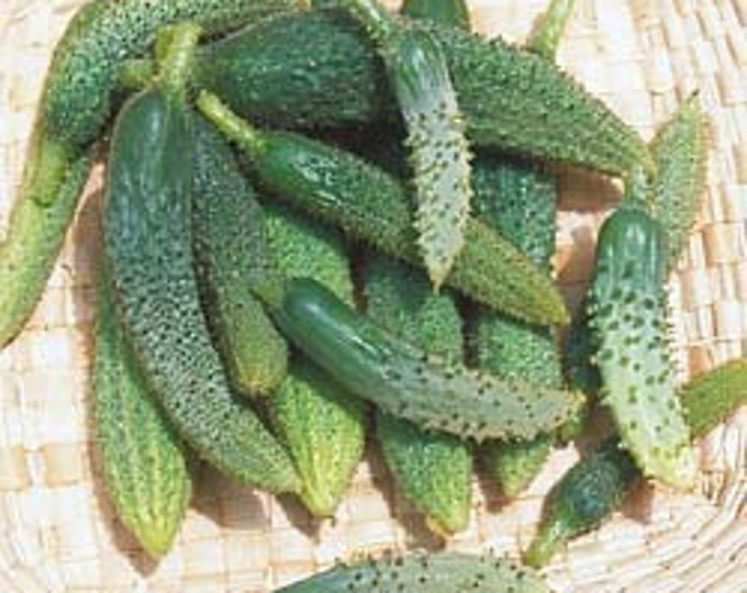 Parisian Pickling Cucumber CherryGal Organic Non-GMO Heirloom Seeds 2026