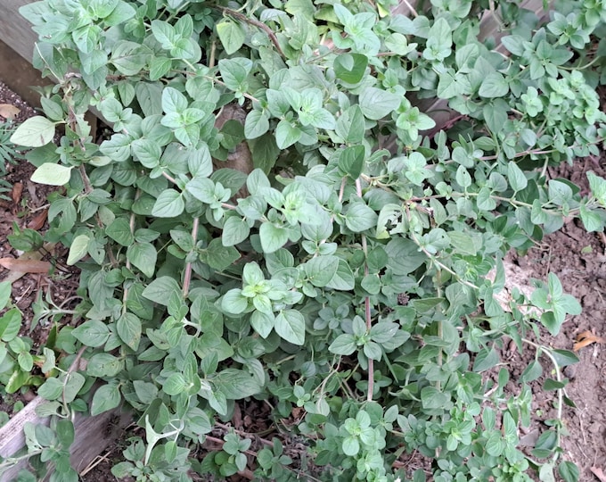 Italian Oregano CherryGal Organic Non-GMO Heirloom Seeds 2026