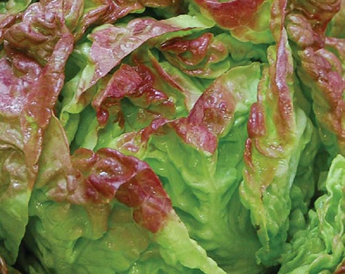 Merveille des 4 Saisons ORGANIC Four Seasons Lettuce  Heirloom Seeds 2025