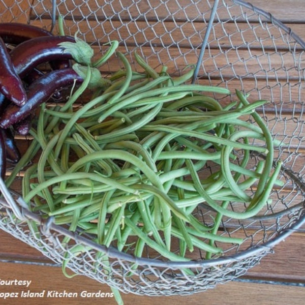 Maxibel Haricot Vert ORGANIC Bush Bean Non-GMO Heirloom Seeds 2024