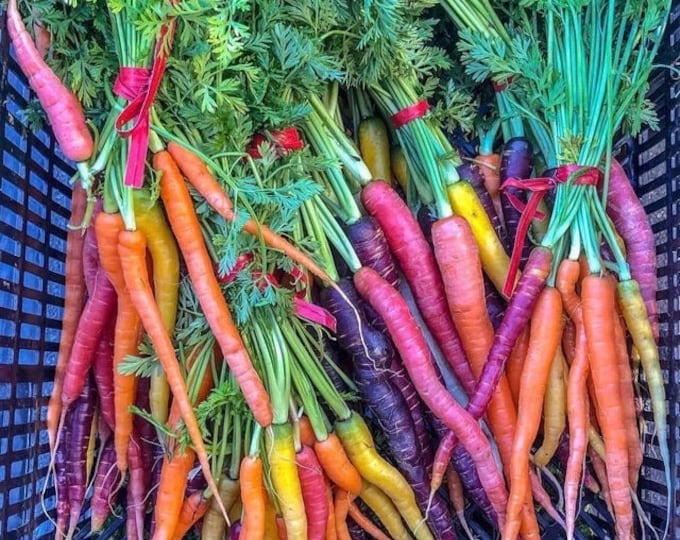 Pretty Rainbow Carrot ORGANIC Non-GMO Heirloom Seeds 2026