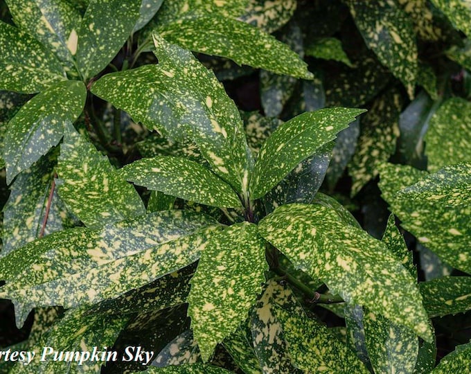 Aucuba Japonica Variegata Shrub Heirloom Live Organic Plant