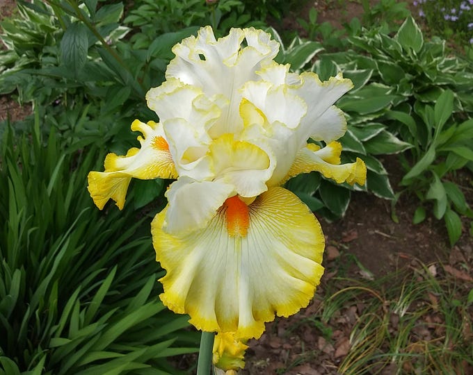 Better Than Butter Tall Bearded Ruffled Fragrant Heirloom Live Perennial Rhizome