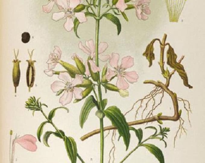 Soapwort Herb ORGANIC Non-GMO Heirloom Seeds 2026