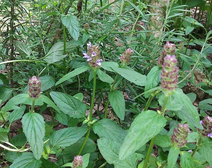 Self Heal All Heal ORGANIC Prunella Vulgaris Heirloom Herb Seeds 2026