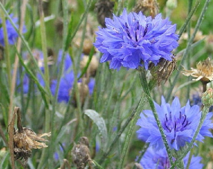 Bachelor Buttons Blue Cornflower ORGANIC Non-GMO Heirloom Seeds 2026