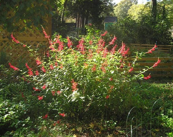 Pineapple Sage Salvia Elegans Organic Heirloom Herb Plant 2026