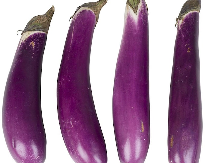 Pingtung Long Ping Tung Long ORGANIC Asian Eggplant Heirloom Seeds 2025