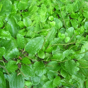 May include: A close-up view of a patch of green leafy plants. The leaves are large and oval-shaped, with a smooth, glossy texture. The plants are growing in a dense cluster, with their stems and leaves intertwined.