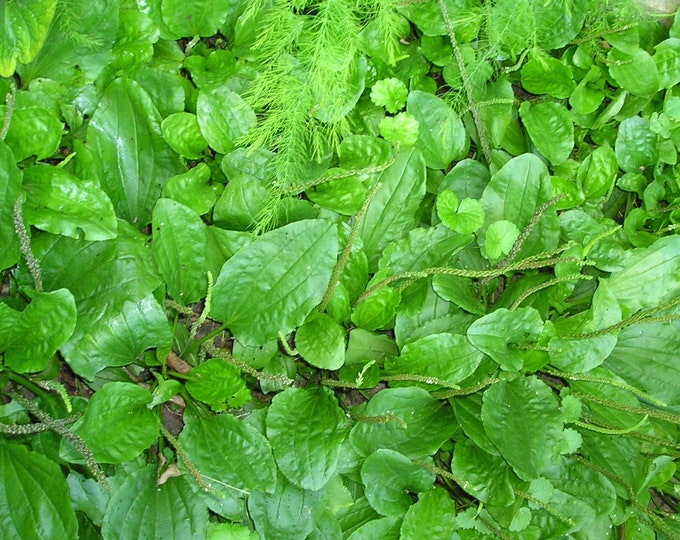 Broadleaf Plantain Organic non-GMO Heirloom Five 5 Live Plants 2025