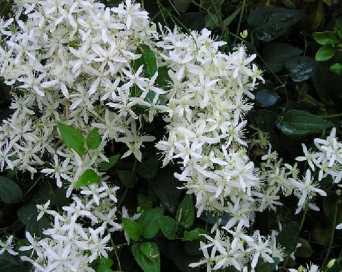 Autumn Clematis ORGANIC Virgins Bower Vine Heirloom Seeds 2026 Fragrant