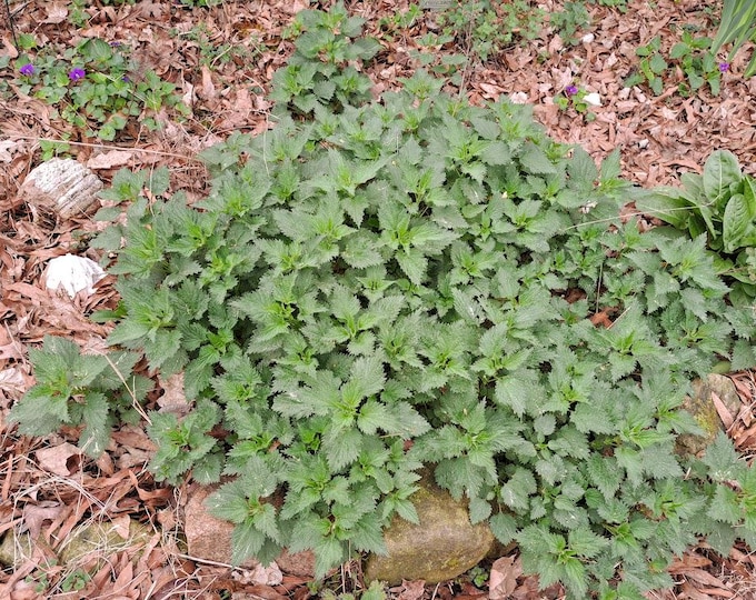 Stinging Nettle ORGANIC Urtica Dioica Herb Heirloom Seeds 2024