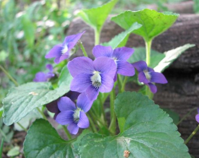 Viola Common Blue Violet CherryGal Organic Non-GMO Heirloom Plant 2025