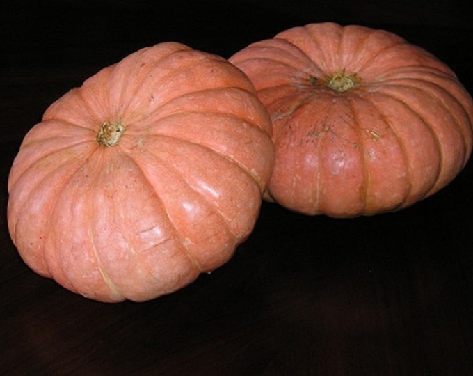 Long Island Cheese Pumpkin CherryGal Organic Non-GMO Heirloom Seeds 2025