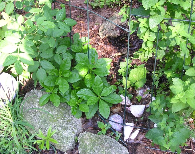 Jewels of Opar Fame Flower Plant Heirloom Live Self-Seeding Organic Plant