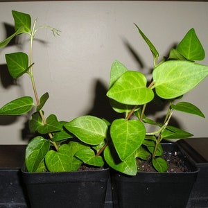 Puede incluir: Dos plantas verdes en maceta con hojas en forma de coraz&oacute;n. Las plantas est&aacute;n en macetas de pl&aacute;stico negro y est&aacute;n creciendo en tierra marr&oacute;n.