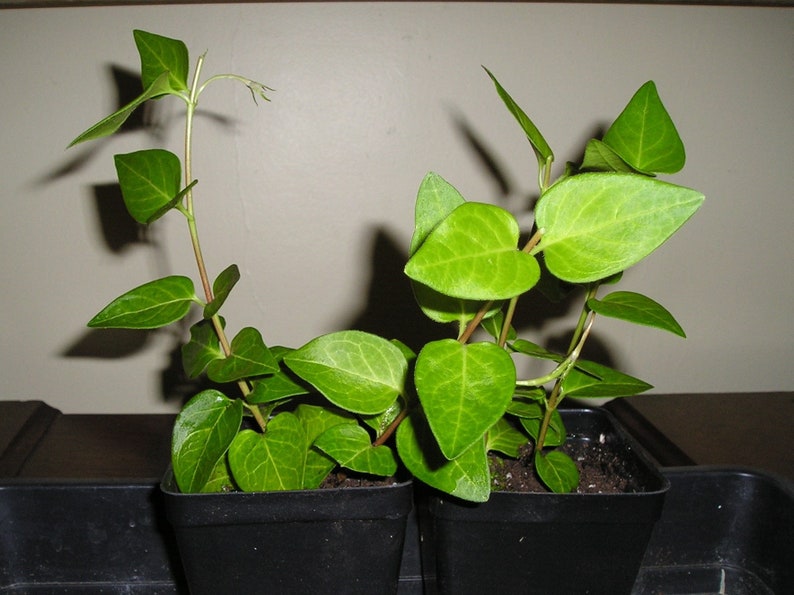 Puede incluir: Dos plantas verdes en maceta con hojas en forma de coraz&oacute;n. Las plantas est&aacute;n en macetas de pl&aacute;stico negro y est&aacute;n creciendo en tierra marr&oacute;n.