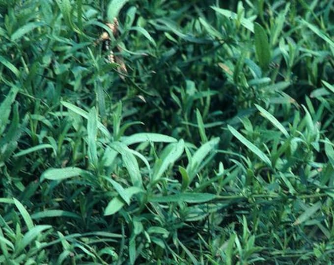 French Tarragon Artemisia dracunculus Organic Heirloom Herb Plant 2026