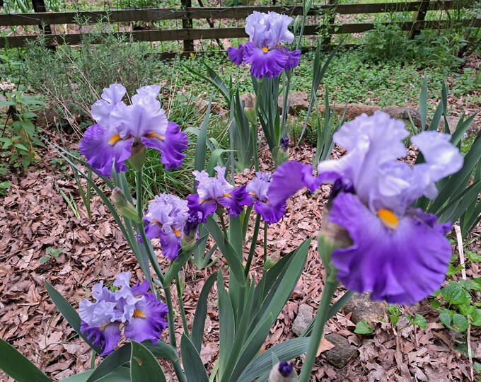 Cubs Win It Tall Bearded Ruffled Fragrant Heirloom Live Perennial Rhizome