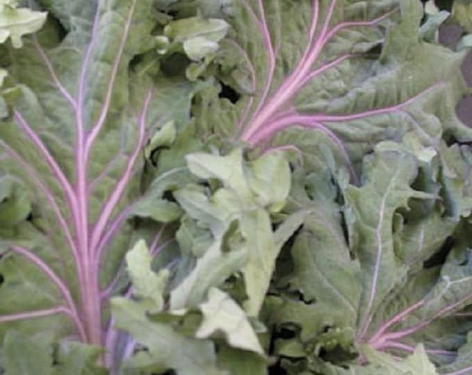 Red Ursa Winter Kale CherryGal Organic Non-GMO Heirloom Seeds 2025