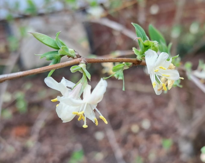Winter Honeysuckle ORGANIC Heirloom Plant FRAGRANT Lonicera Purpusii
