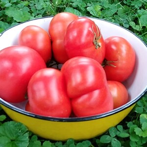 Marmande Tomato ORGANIC Non-GMO Heirloom Seeds 2025