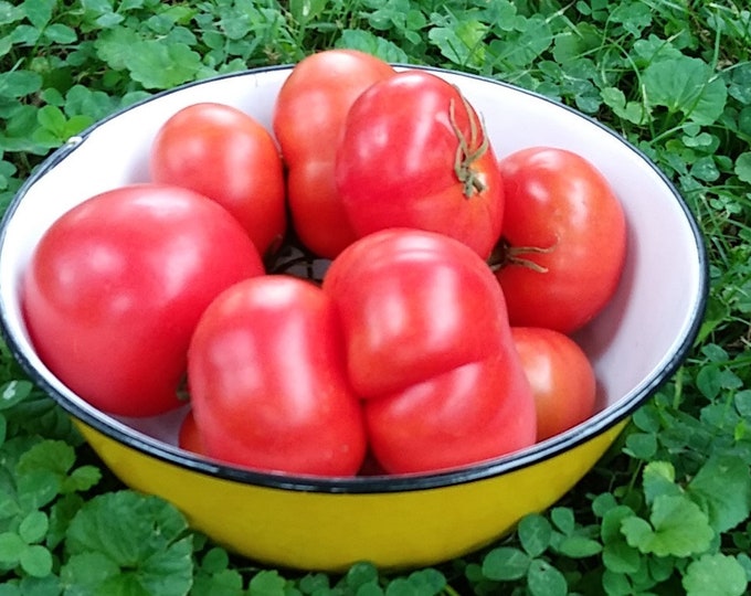 Marmande Tomato ORGANIC Non-GMO Heirloom Seeds 2025