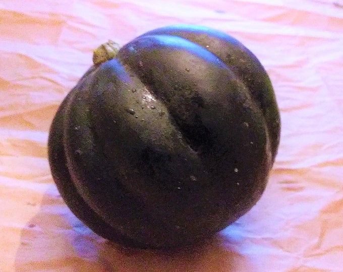 Table Queen ORGANIC Acorn Squash non-GMO Heirloom Seeds 2025